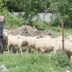 Aroganţa lui Becali! Stâna construită pe un teren de milioane de euro. Rasă specială de oi