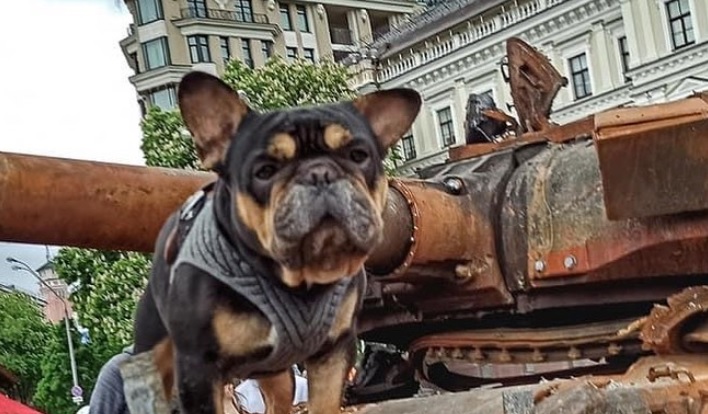 Un câine pe rămășițele unui tanc rusesc